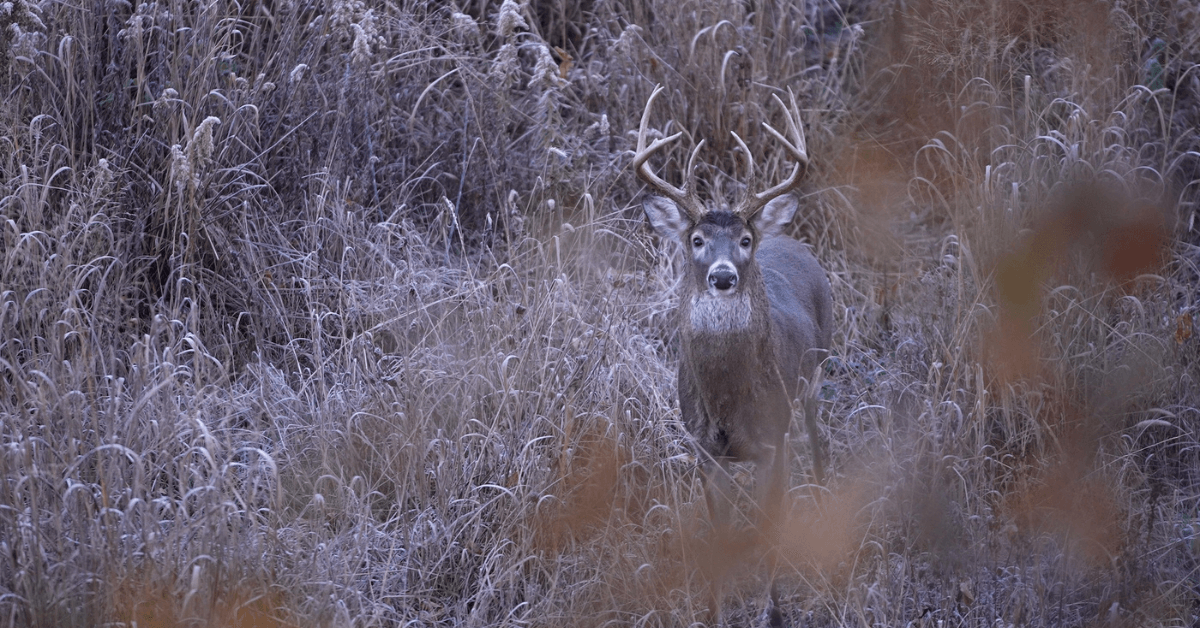 Featured Image for Guide to Understanding Deer Bedding Behavior